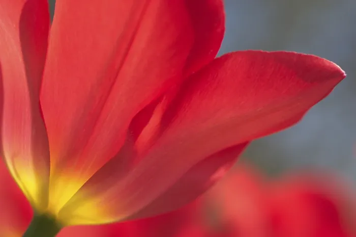 Framed Print : Tulip tulipa Print by imageBROKER Framed Print : Tulip tulipa Print by imageBROKER