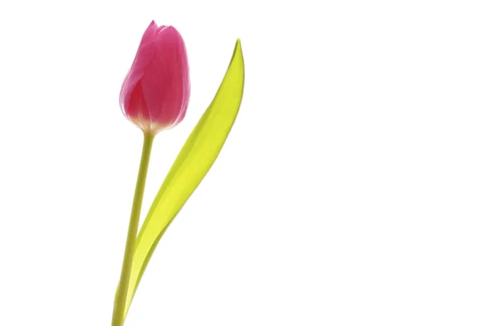 Framed Print : Tulip Print - Tulipa Species Framed Print : Tulip Print - Tulipa Species