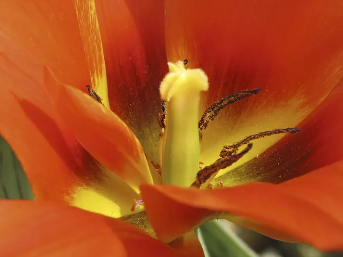 Framed Print : Print of Tulipa 'Van Eijk' Framed Print : Print of Tulipa 'Van Eijk'