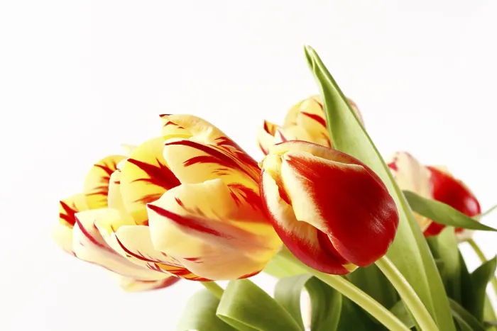 Framed Print : Tulips Print by ImageBROKER Framed Print : Tulips Print by ImageBROKER