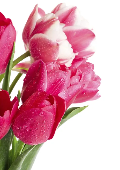 Framed Print : Tulips Print by ImageBROKER Framed Print : Tulips Print by ImageBROKER