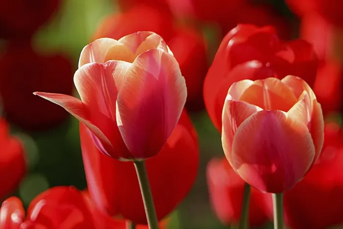 Framed Print : Tulips Print by ImageBROKER Framed Print : Tulips Print by ImageBROKER