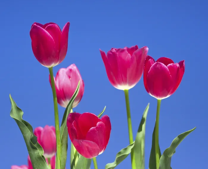 Framed Print : Tulips Print Framed Print : Tulips Print
