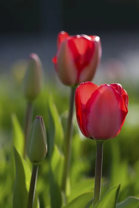 Framed Print : Tulips in Backlight Print