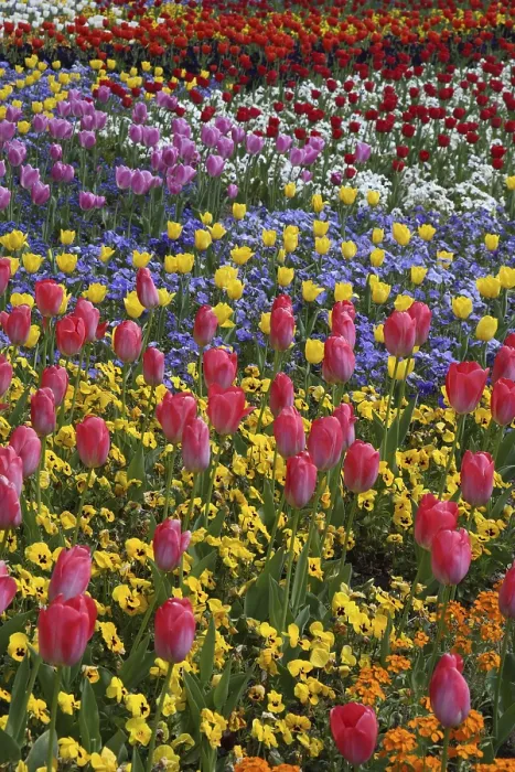Framed Print : Tulips in a Bed Print Framed Print : Tulips in a Bed Print