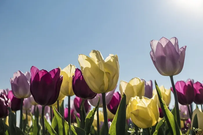 Framed Print : Tulips in Spring Print Against the Light Framed Print : Tulips in Spring Print Against the Light