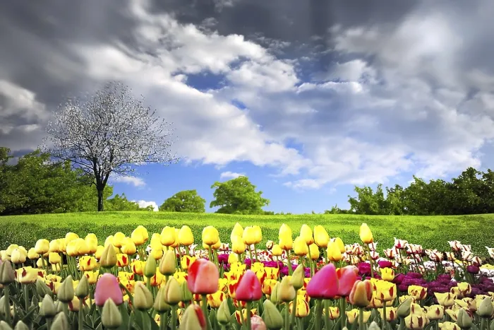 Framed Print : Tulips in a Spring Meadow Print