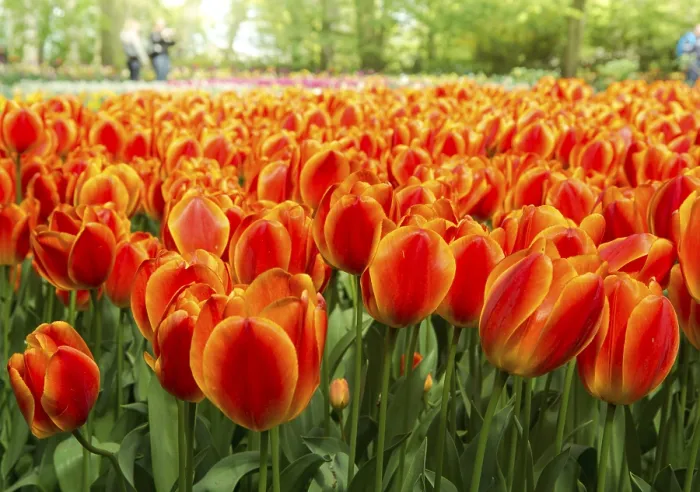 Framed Print : Print of Tulips (Tulipa) in Bloom