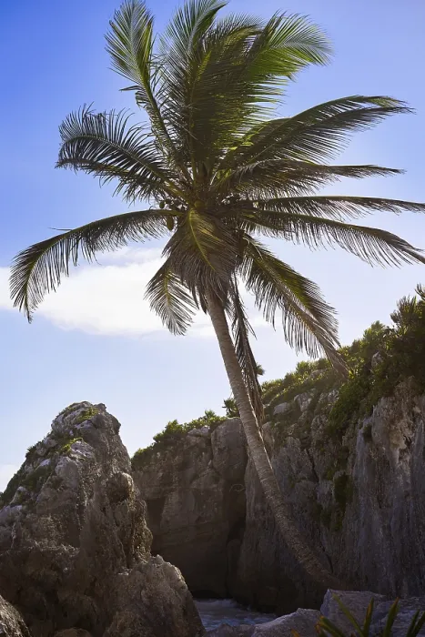 Framed Print : Tulum Beach Palm Tree Print Framed Print : Tulum Beach Palm Tree Print