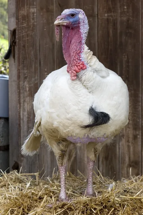 Framed Print : Turkey Print - Image of a Turkey