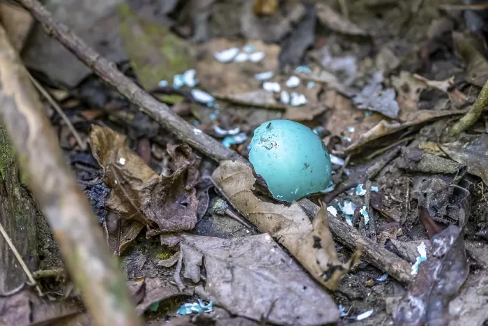 Framed Print : Turquoise Eggshell on Costa Rican Forest Floor Print Framed Print : Turquoise Eggshell on Costa Rican Forest Floor Print
