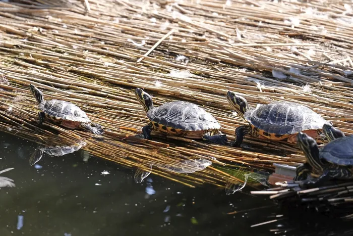 Framed Print : Turtles Sunbathing Print Framed Print : Turtles Sunbathing Print