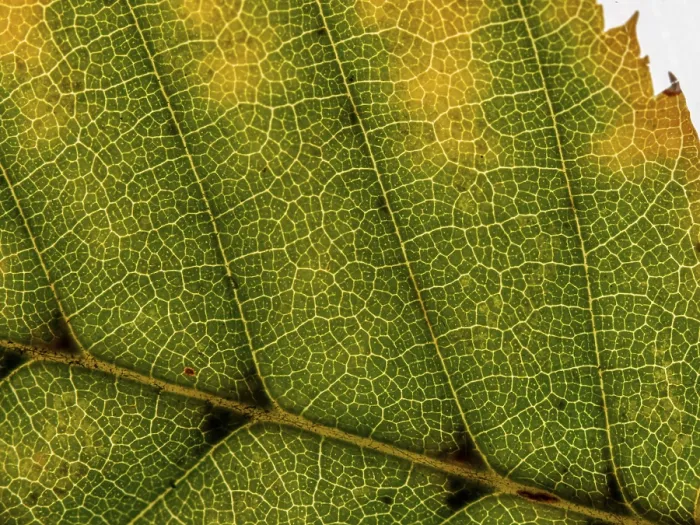 Framed Print : Autumn Leaf Vein Print Framed Print : Autumn Leaf Vein Print