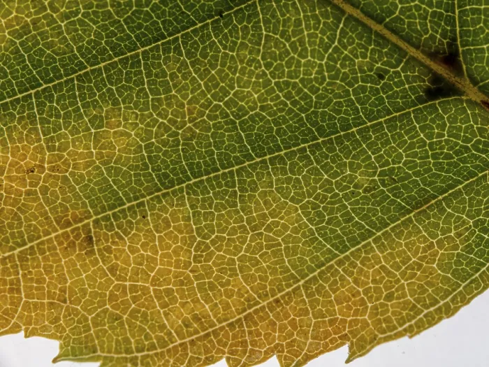 Framed Print : Autumn Leaf Print: Veins and Cells Framed Print : Autumn Leaf Print: Veins and Cells