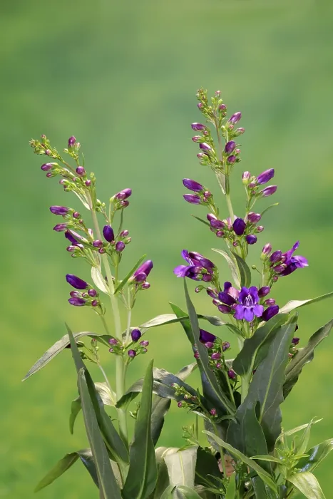 Framed Print : Upright Bearded Thread Print, Penstemon strictus in Bloom Framed Print : Upright Bearded Thread Print, Penstemon strictus in Bloom