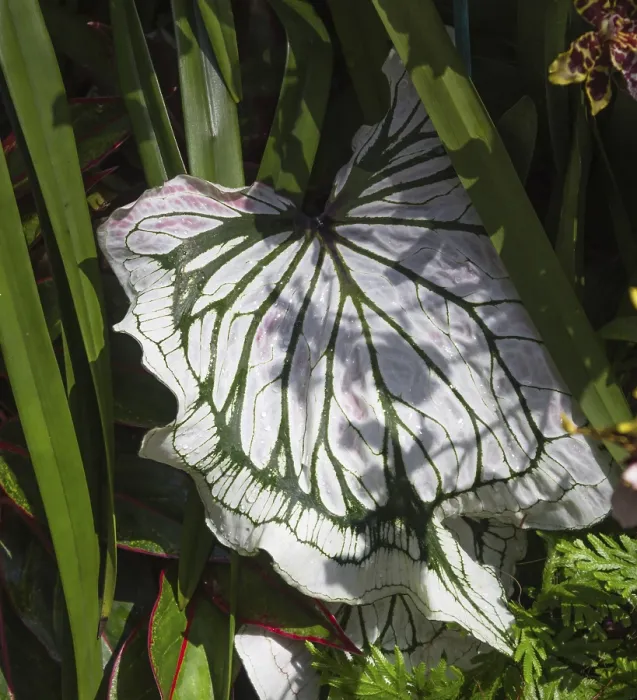 Framed Print : Variegated Leaf Print Framed Print : Variegated Leaf Print
