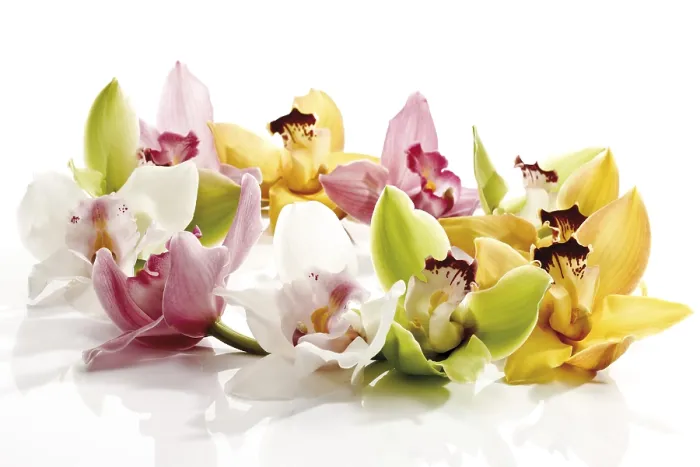 Framed Print : Colourful Orchid Print Framed Print : Colourful Orchid Print