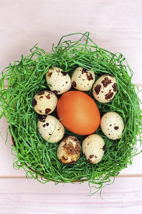 Framed Print : Various Eggs in a Green Easter Nest Print Framed Print : Various Eggs in a Green Easter Nest Print
