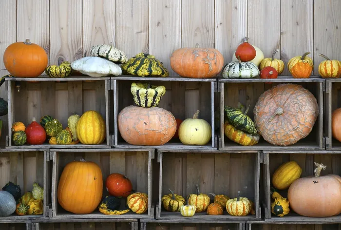 Framed Print : Various Pumpkins, Baden-Wurttemberg Print Framed Print : Various Pumpkins, Baden-Wurttemberg Print
