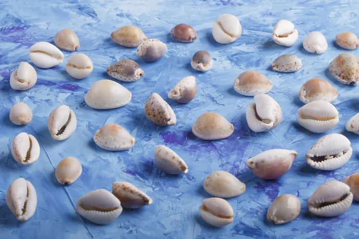 Framed Print : Seashells on Blue Concrete Print Framed Print : Seashells on Blue Concrete Print