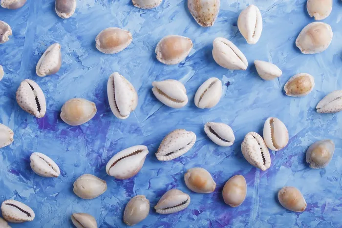 Framed Print : Seashells on Blue Concrete Print Framed Print : Seashells on Blue Concrete Print