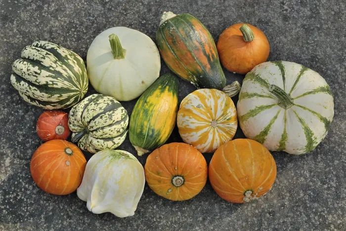 Framed Print : Various Squashes Print on a Slab Framed Print : Various Squashes Print on a Slab
