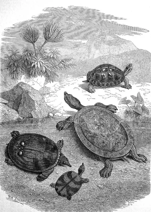 Framed Print : Turtles on Java Beach Print, circa 1880 Framed Print : Turtles on Java Beach Print, circa 1880