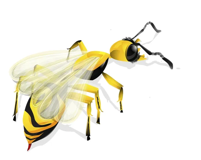 Framed Print : Vector Drawing of a Wasp Print on White Background Framed Print : Vector Drawing of a Wasp Print on White Background