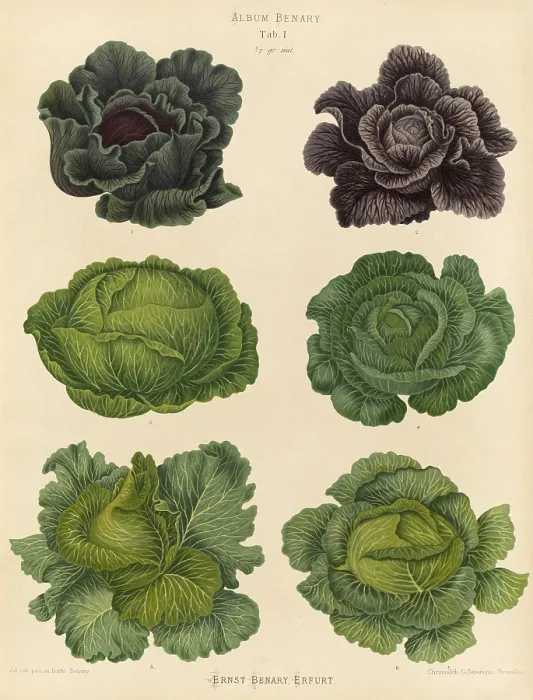 Framed Print : Print of Various Cabbage Types by Ernst Benary, 19th Century Framed Print : Print of Various Cabbage Types by Ernst Benary, 19th Century