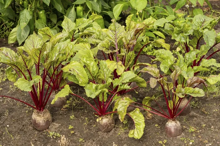 Framed Print : Beetroot Print Framed Print : Beetroot Print