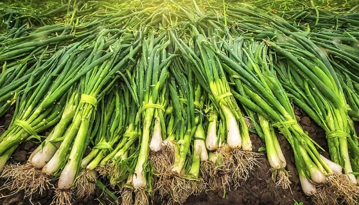 Framed Print : Spring Onion Harvest in Bavaria, Germany Print Framed Print : Spring Onion Harvest in Bavaria, Germany Print