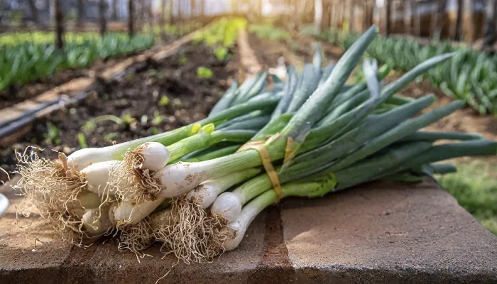 Framed Print : Spring Onion Print, Nuremberg Region, Germany Framed Print : Spring Onion Print, Nuremberg Region, Germany