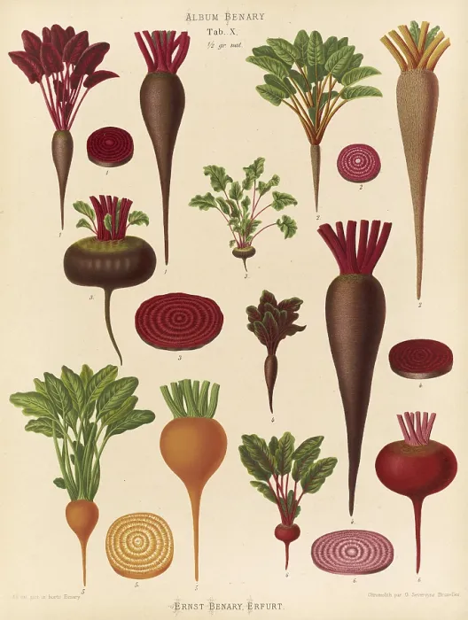 Framed Print : Digitally Restored Print of Vegetables by Ernst Benary, 19th Century