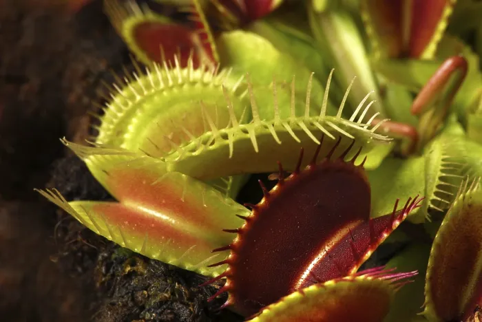 Framed Print : Venus Flytrap Print - Carnivorous Plant Framed Print : Venus Flytrap Print - Carnivorous Plant