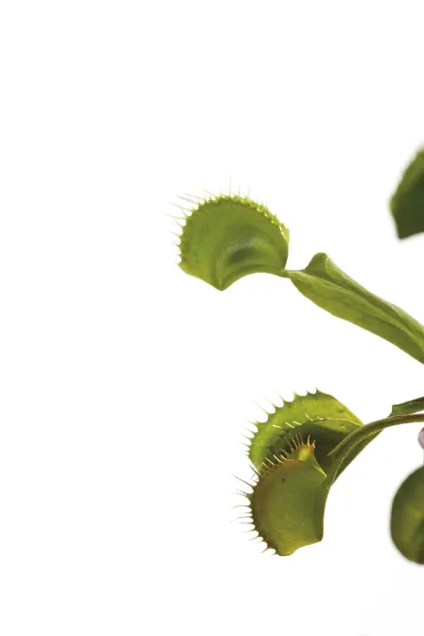 Framed Print : Venus Flytrap Print - Dionaea muscipula Framed Print : Venus Flytrap Print - Dionaea muscipula