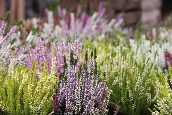 Framed Print : Vibrant Heather Blooms Print Framed Print : Vibrant Heather Blooms Print