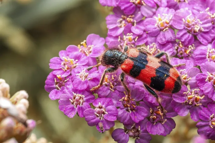 Framed Print : Vibrant Beetle on Pink Yarrow Print