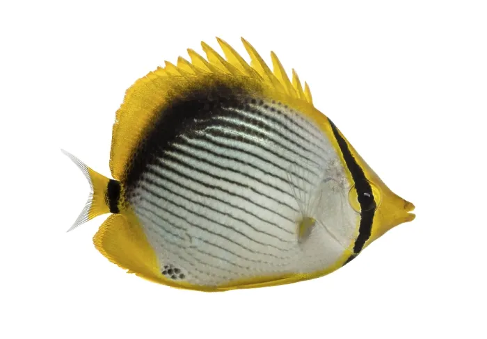 Framed Print : Side View Print of Chaetodon melannotus Butterflyfish Framed Print : Side View Print of Chaetodon melannotus Butterflyfish