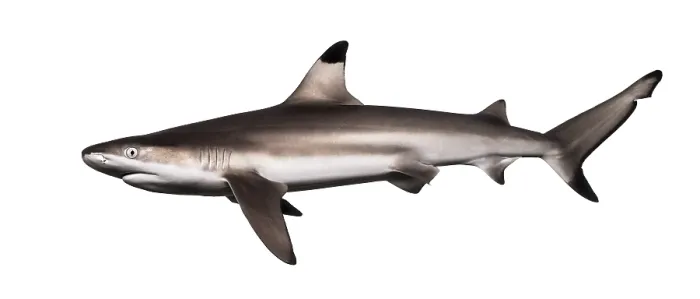 Framed Print : Blacktip Reef Shark Side View Print Framed Print : Blacktip Reef Shark Side View Print
