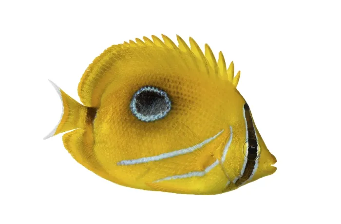 Framed Print : Side View of a Bluelashed Butterflyfish Print Framed Print : Side View of a Bluelashed Butterflyfish Print