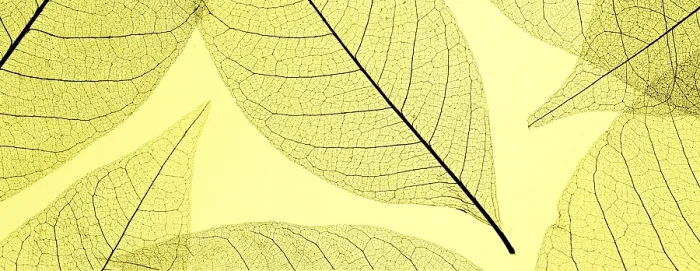 Framed Print : Top View Colored Translucent Leaves Print Framed Print : Top View Colored Translucent Leaves Print