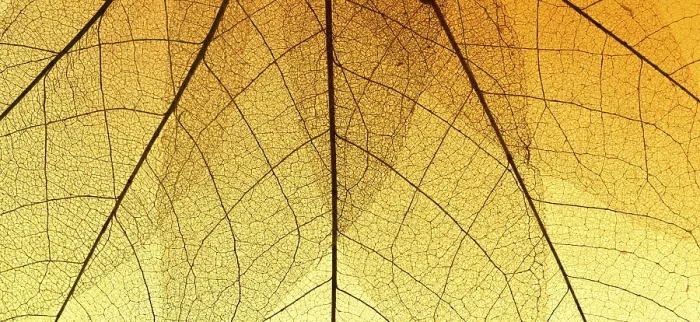 Framed Print : Top View Colored Leaf Texture Print Framed Print : Top View Colored Leaf Texture Print