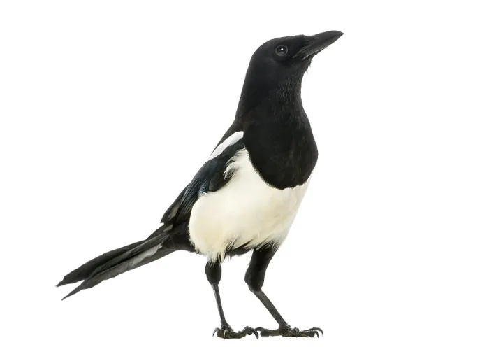 Framed Print : Side View of a Common Magpie Print, Pica pica Framed Print : Side View of a Common Magpie Print, Pica pica
