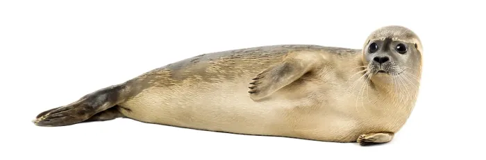 Framed Print : Side View of a Common Seal Print, Phoca vitulina Framed Print : Side View of a Common Seal Print, Phoca vitulina