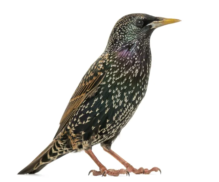 Framed Print : Common Starling Side View Print in White Framed Print : Common Starling Side View Print in White