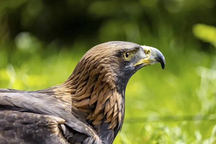 Framed Print : Golden Eagle Print: Side View Against Green Background Framed Print : Golden Eagle Print: Side View Against Green Background