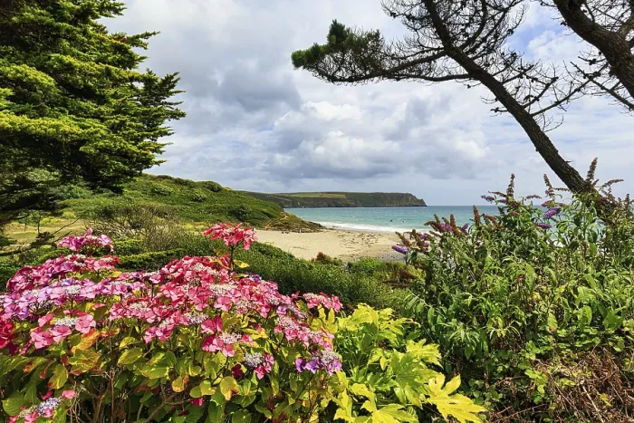 Framed Print : View over flowering hydrangea to the sea, Carne Beach Print Framed Print : View over flowering hydrangea to the sea, Carne Beach Print