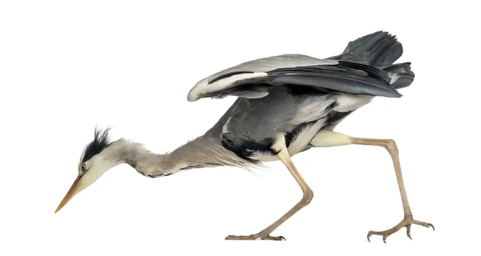 Framed Print : Side View of Grey Heron Print, Ardea Cinerea in Profile Framed Print : Side View of Grey Heron Print, Ardea Cinerea in Profile