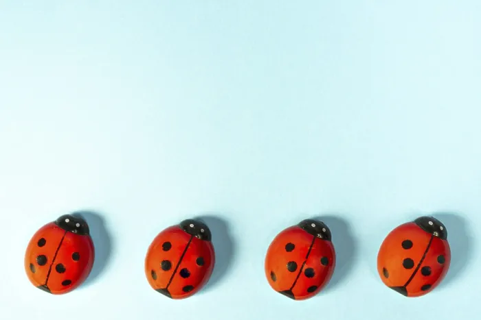 Framed Print : Ladybugs on Colored Surface Print Framed Print : Ladybugs on Colored Surface Print