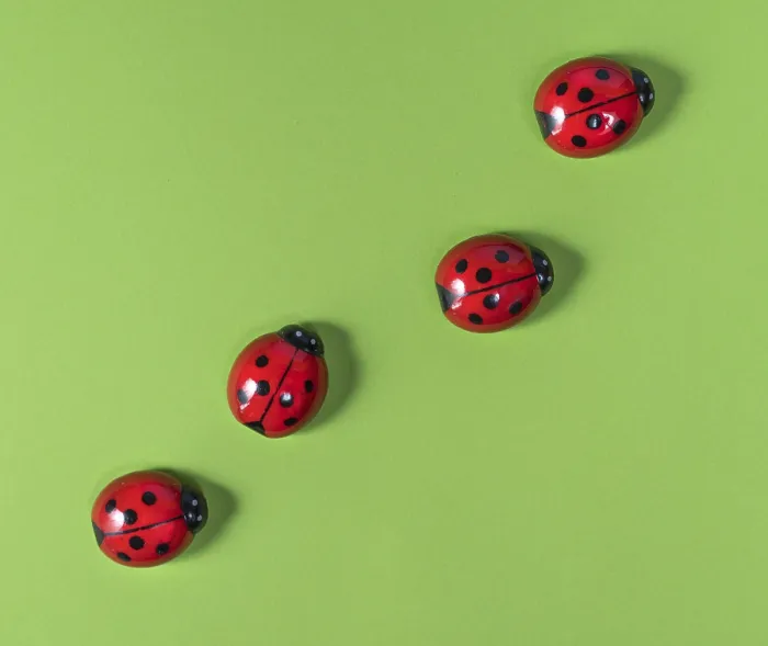 Framed Print : Ladybugs on Colored Surface Print Framed Print : Ladybugs on Colored Surface Print